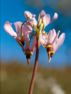 Dodecatheon s0007